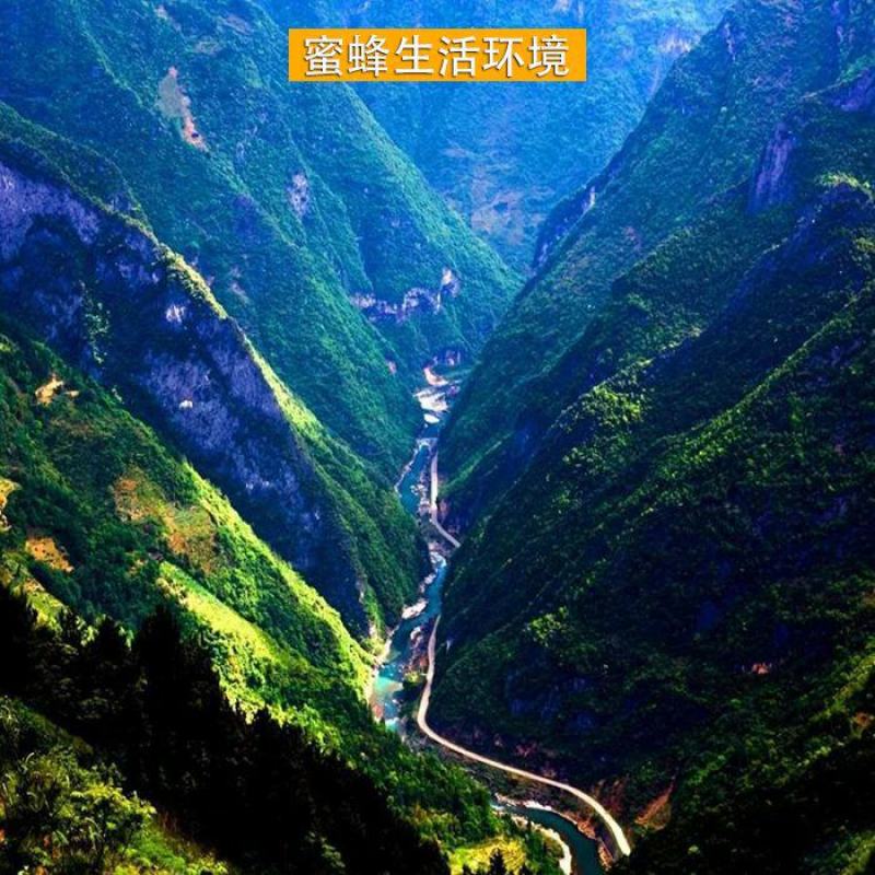 巴山大峡谷土蜂蜜天然农家自产结晶药材花蜜预售