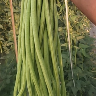 姜堰顾高申洋村蔬菜基地