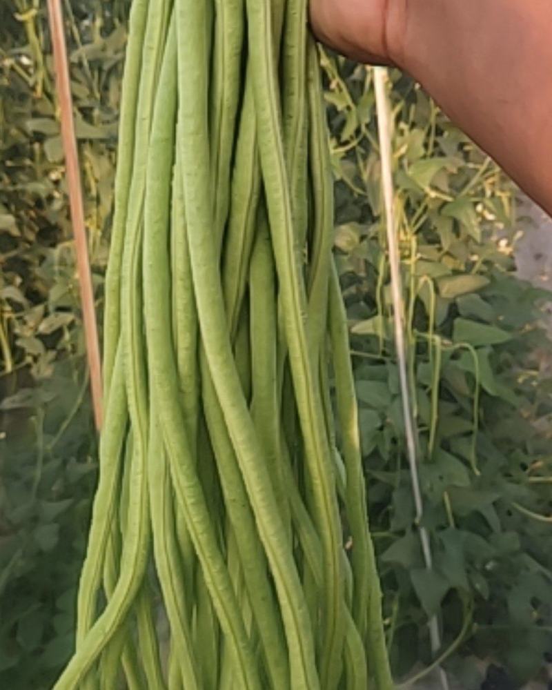 姜堰顾高申洋村蔬菜基地