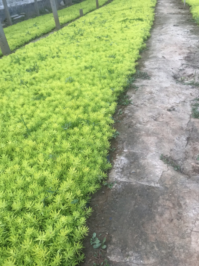 精选金叶佛甲草黄金条绿叶佛甲草大量供应基地直销货源充足