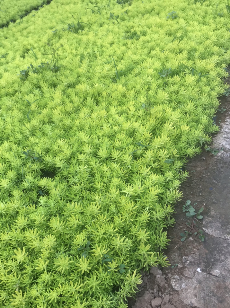 精选金叶佛甲草黄金条绿叶佛甲草大量供应基地直销货源充足