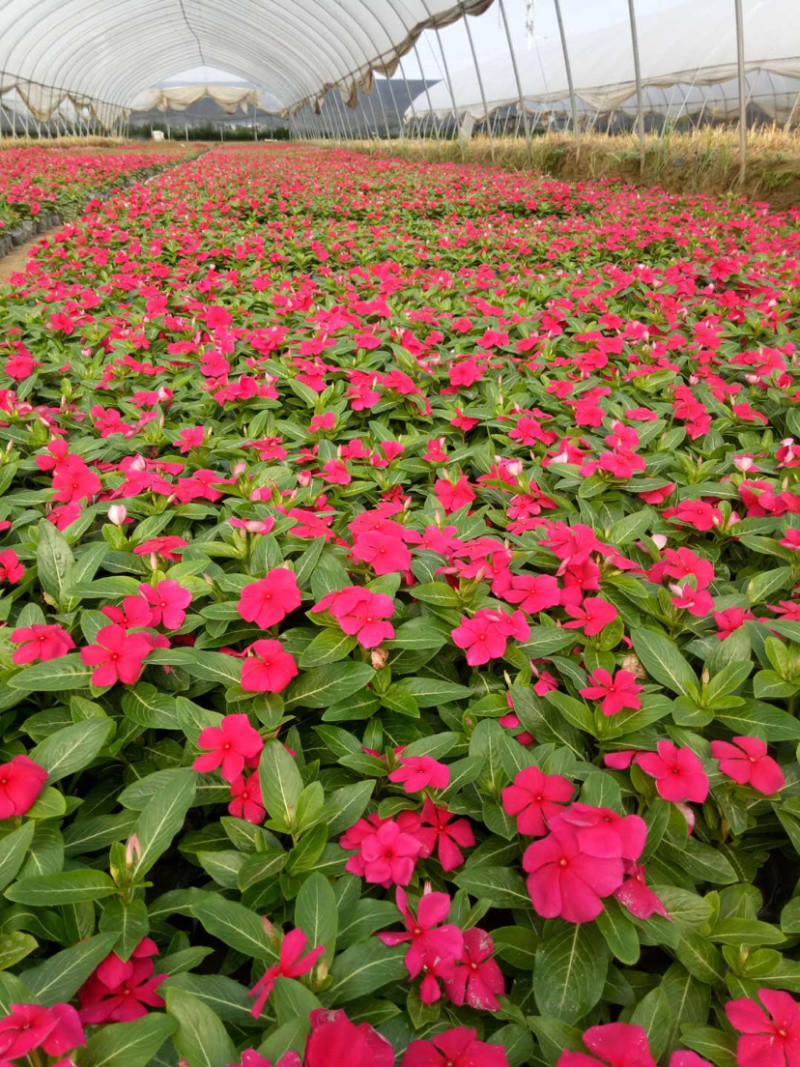 本种植园常年种植各种时令绿化草花