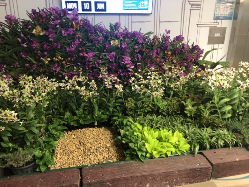 本种植园常年种植各种时令绿化草花
