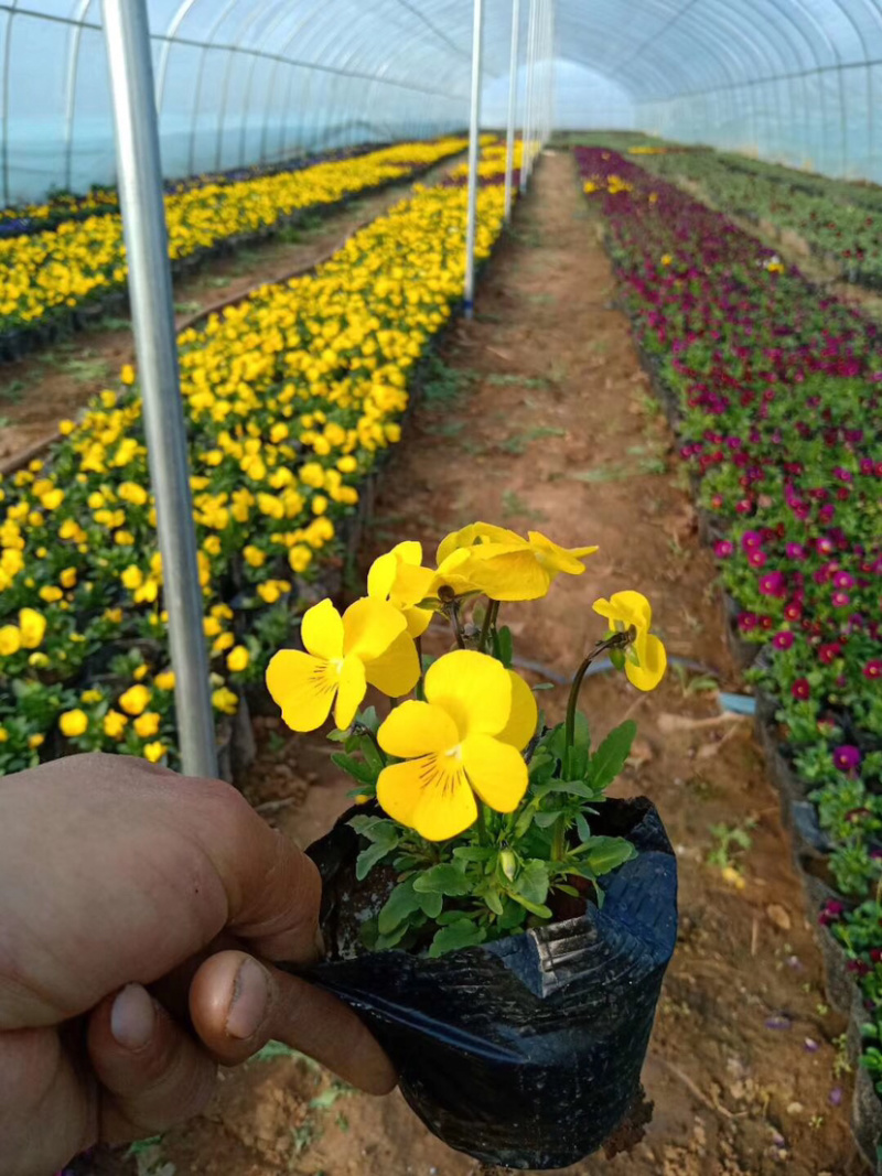 本种植园常年种植各种时令绿化草花
