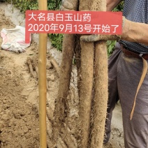 2020新山药已经开始出售