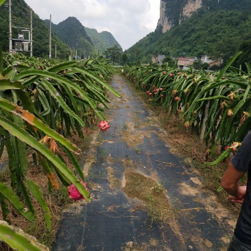 每年6月底是广西火龙果基地开始大量上市。质量好。