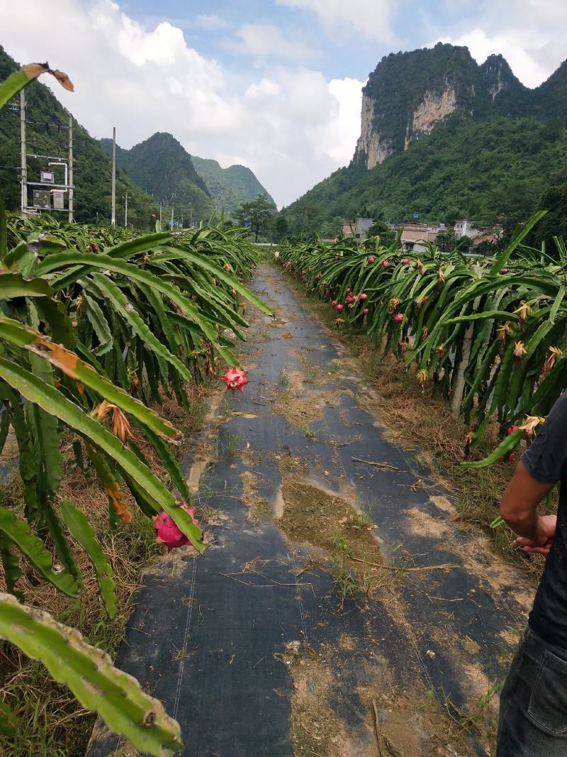 每年6月底是广西火龙果基地开始大量上市。质量好。