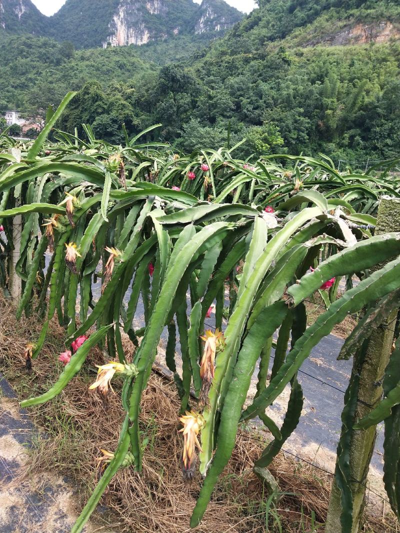 每年6月底是广西火龙果基地开始大量上市。质量好。