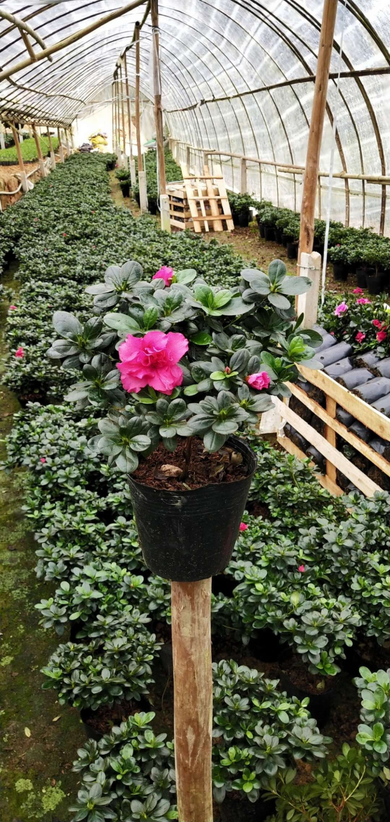 福建西洋杜鹃种植基地批发16杯西洋杜鹃花高20冠20