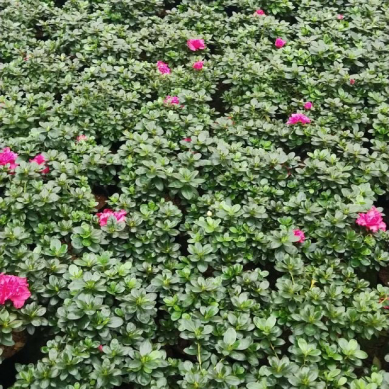 福建西洋杜鹃种植基地批发16杯西洋杜鹃花高20冠20