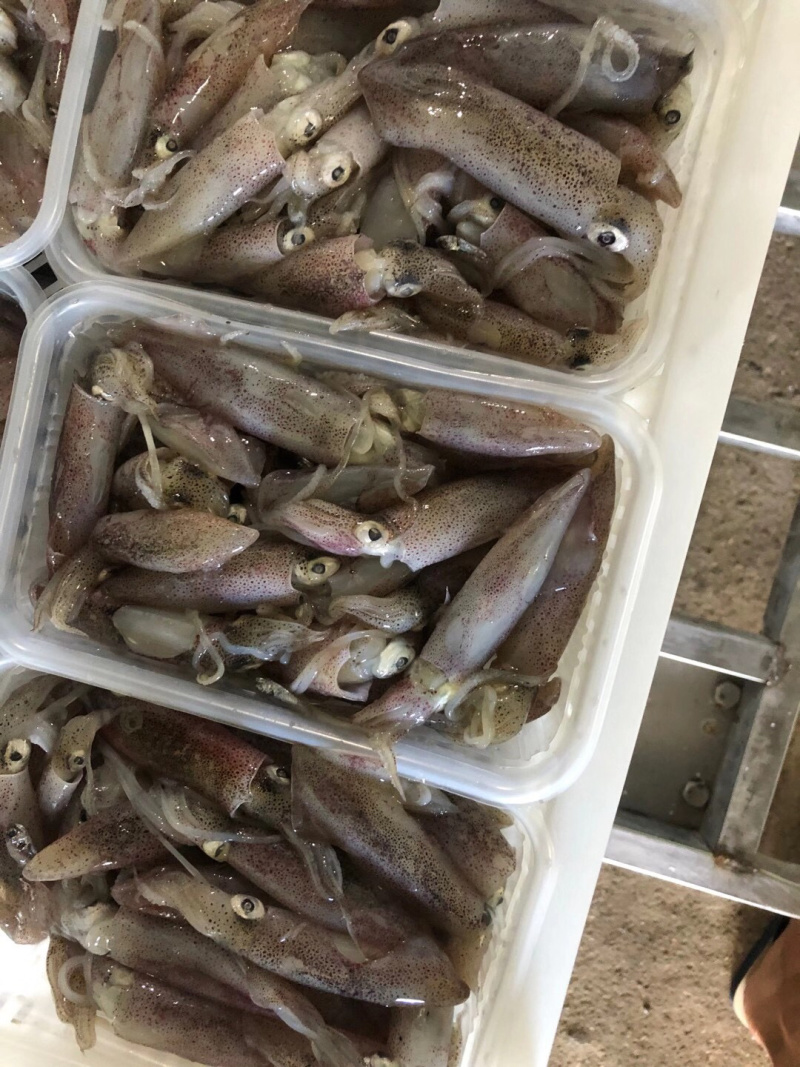 东山岛鲜冻一口鱿鱼盒装