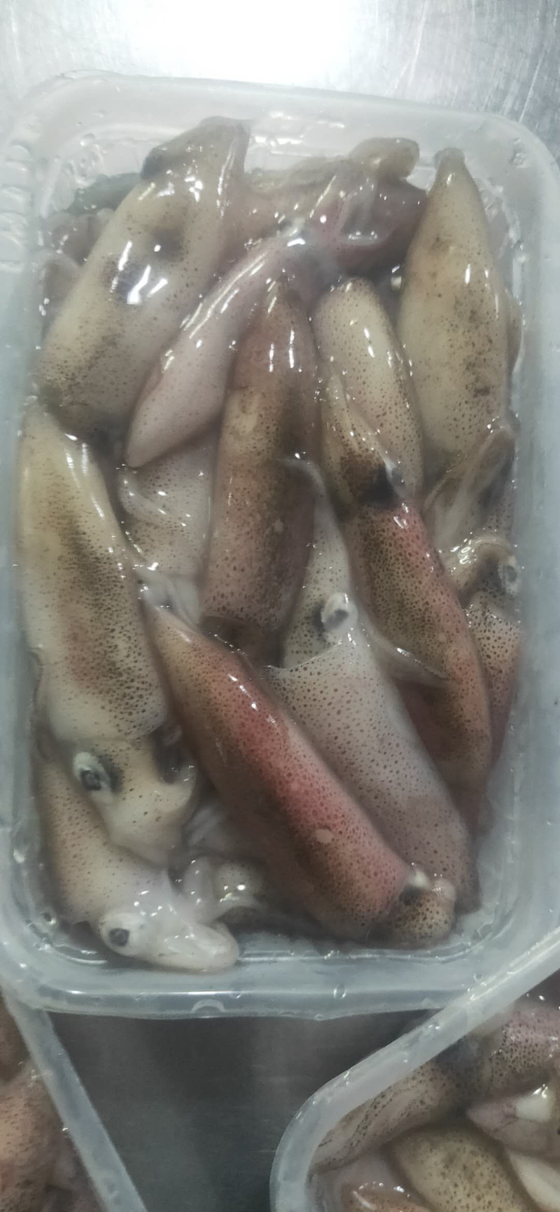 东山岛鲜冻一口鱿鱼盒装