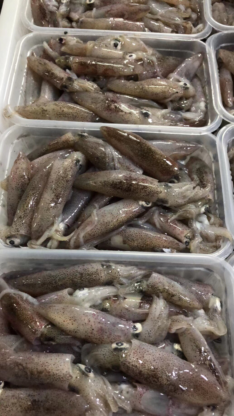 东山岛鲜冻一口鱿鱼盒装