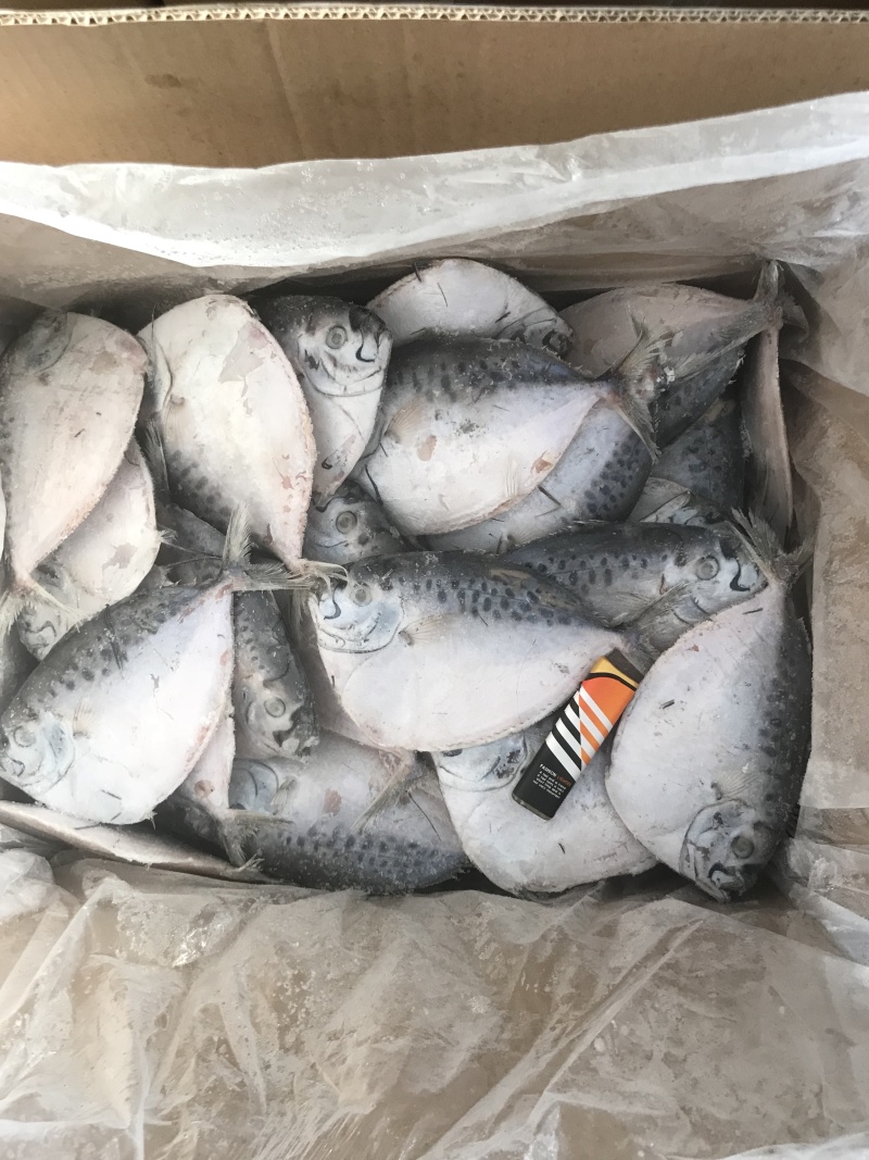 海捕刀鲳鱼飞刀鱼飞鱼