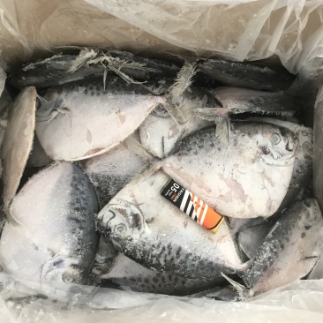 海捕刀鲳鱼飞刀鱼飞鱼