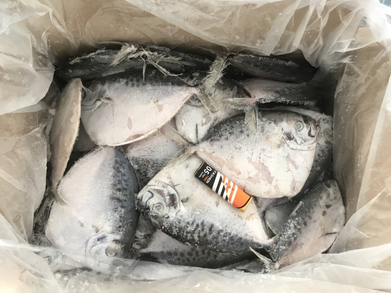 海捕刀鲳鱼飞刀鱼飞鱼