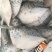 海捕刀鲳鱼飞刀鱼飞鱼