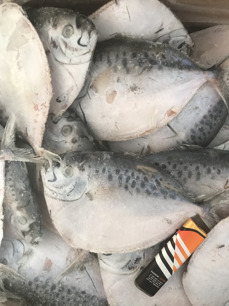 海捕刀鲳鱼飞刀鱼飞鱼