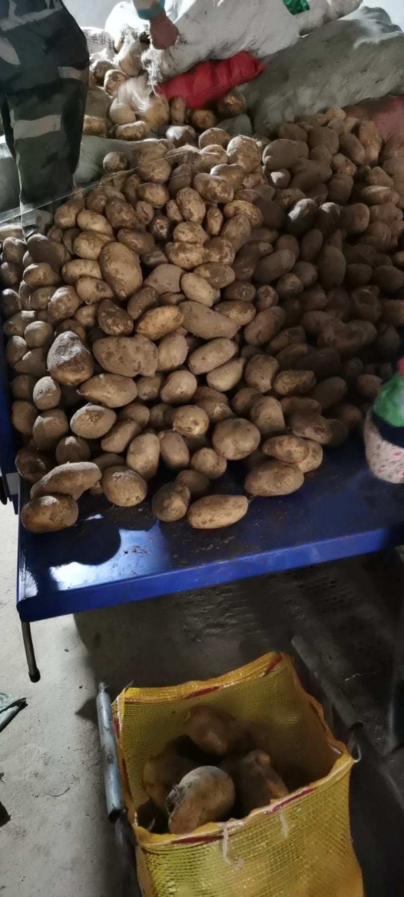 陇石土豆四两以上精品实力供应商，无虫眼，绿头