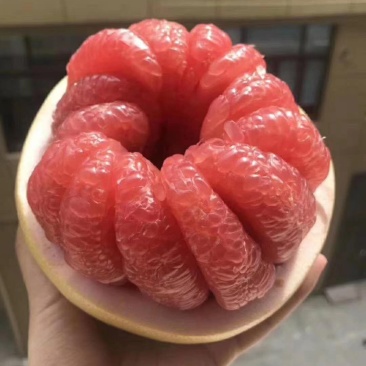 红心柚白心柚需要货的老板联系我