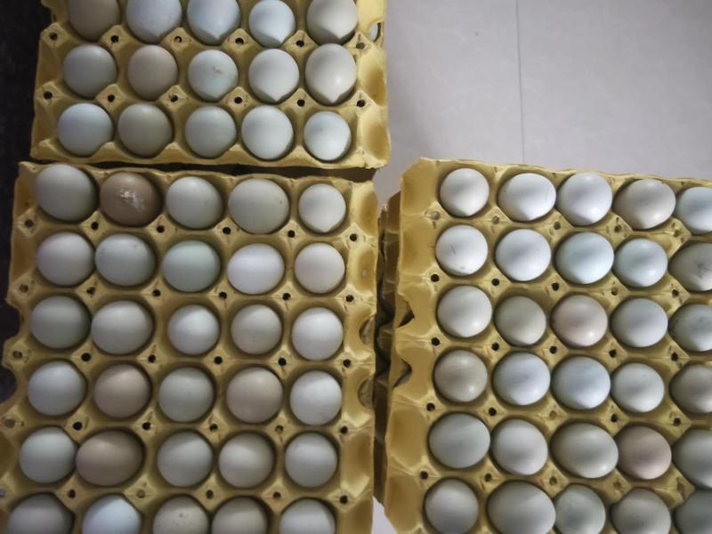 规模绿壳蛋鸡场长年供绿壳鸡蛋，乌鸡绿壳蛋，种蛋种苗及成鸡