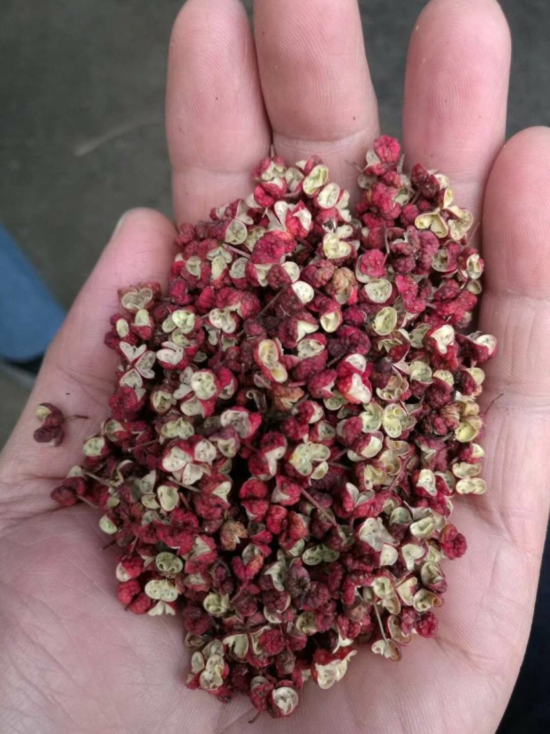 甘肃陇南武都大红袍花椒特级食用花椒伏椒粒500g，