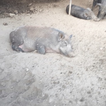 散养两年没喂过一点饲料的土猪肉