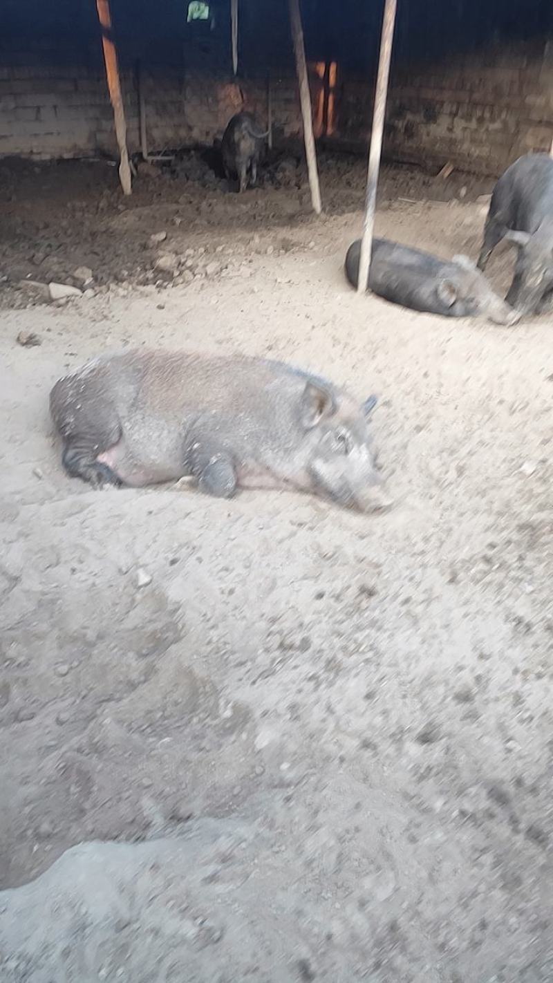 散养两年没喂过一点饲料的土猪肉