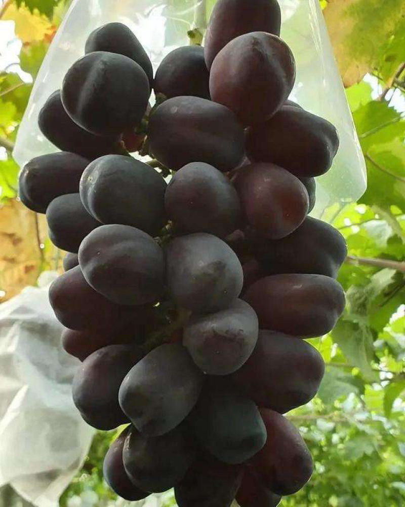 新品种葡萄苗富士之辉葡萄苗又名黑色阳光玫瑰葡萄苗
