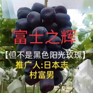 新品种葡萄苗富士之辉葡萄苗又名黑色阳光玫瑰葡萄苗