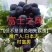 新品种葡萄苗富士之辉葡萄苗又名黑色阳光玫瑰葡萄苗