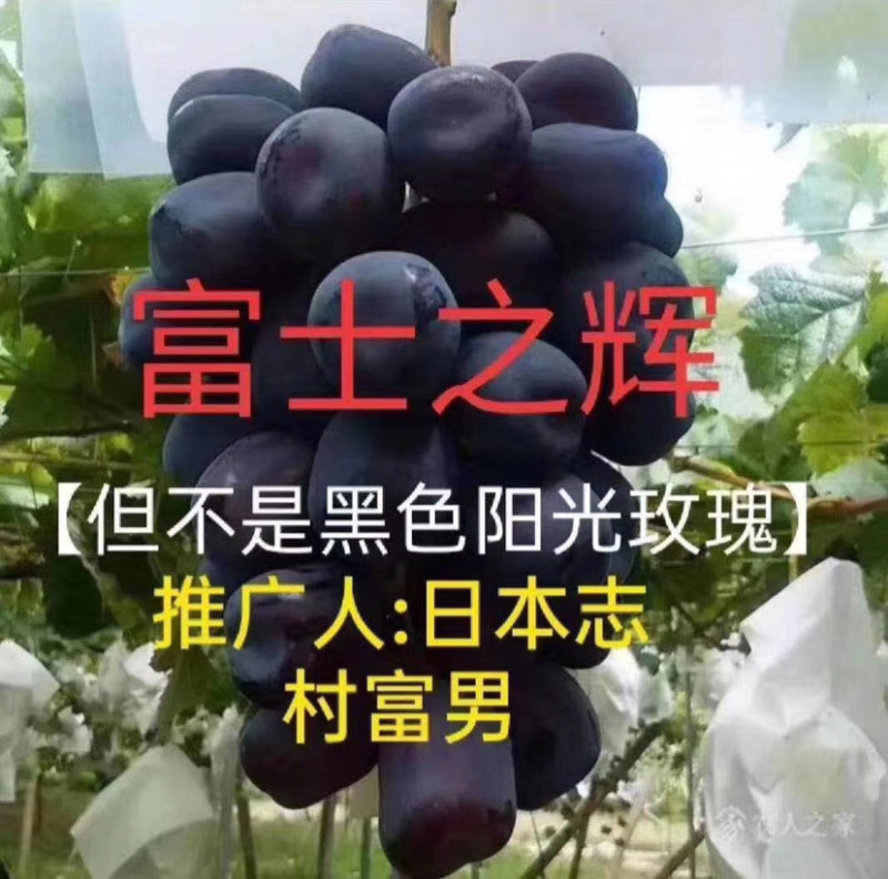 新品种葡萄苗富士之辉葡萄苗又名黑色阳光玫瑰葡萄苗