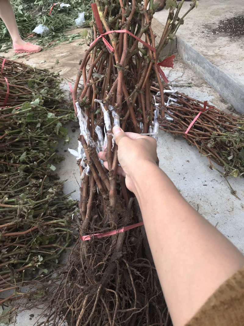 新品种葡萄苗富士之辉葡萄苗又名黑色阳光玫瑰葡萄苗
