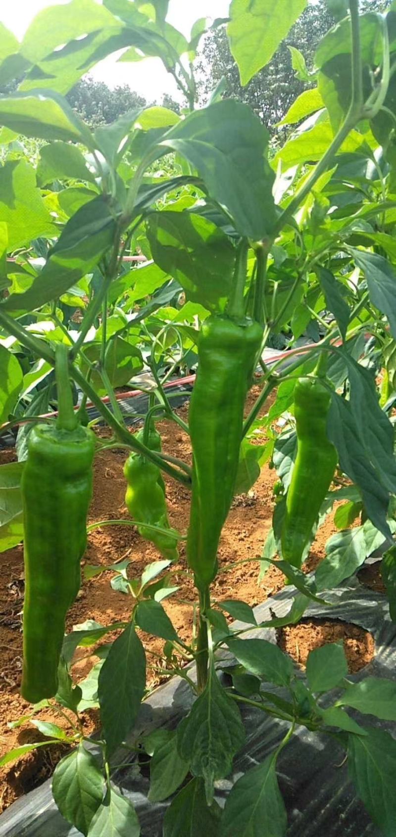 霜脲猛锌辣椒疫病番茄晚疫病黄瓜霜霉病马铃薯晚疫病