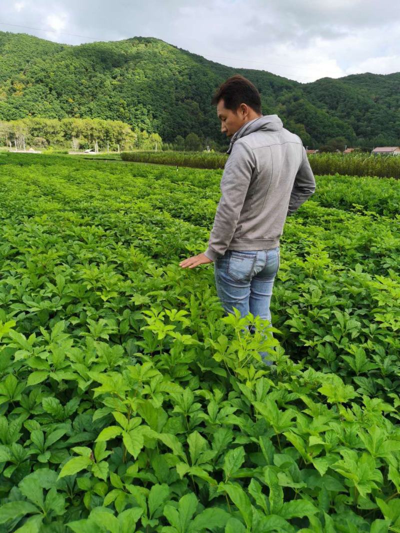 【精品】长梗刺五加苗，短梗刺五加苗，药用，食用买苗送种子