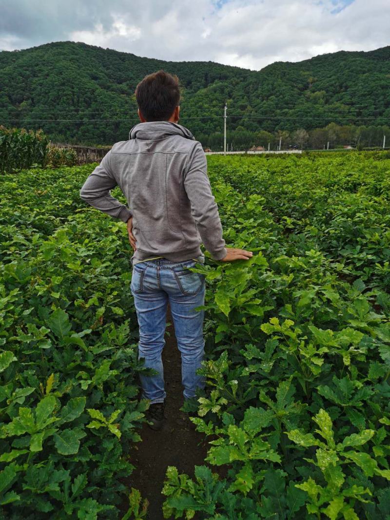 蒙古栎苗像树苗柞树苗大量供应一手货源欢迎电联