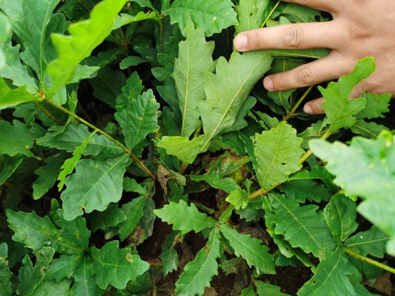 蒙古栎苗像树苗柞树苗大量供应一手货源欢迎电联