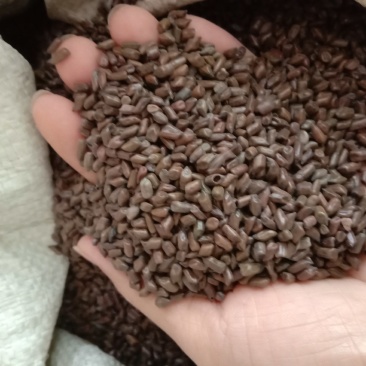 草决明子批发决明子泡茶喝的散装中药用生决明子食用熟炒决明