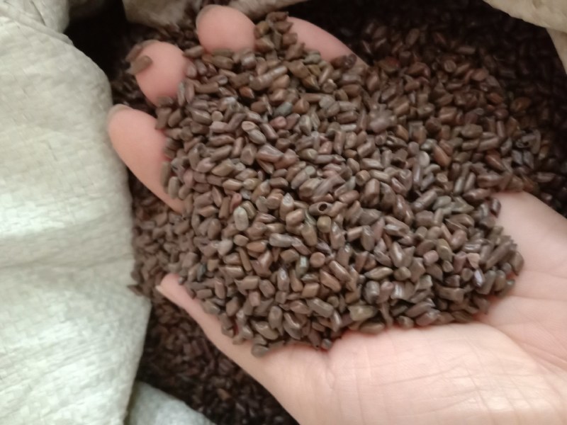 草决明子批发决明子泡茶喝的散装中药用生决明子食用熟炒决明