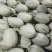 【诚信代收】大量代收精品晓蜜，网纹瓜，羊角蜜，七二，黄皮