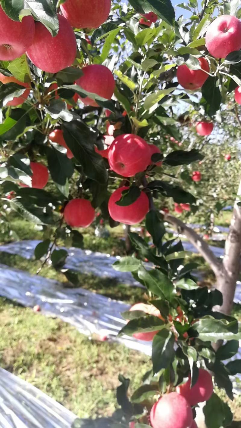 庆阳红富士苹果，果真好