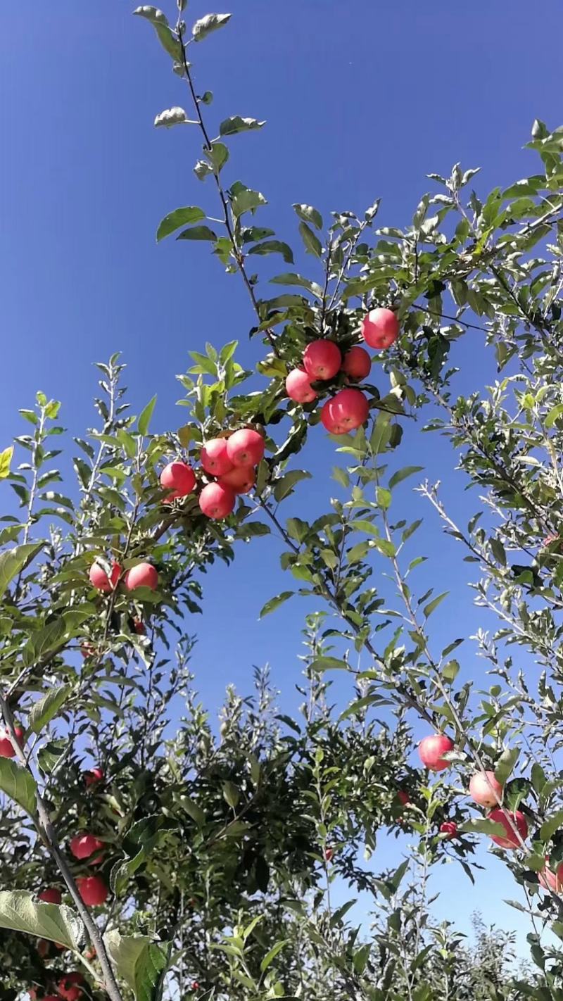 庆阳红富士苹果，果真好