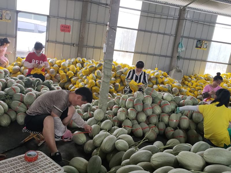 【精选】山东寿光小蜜25哈密瓜，量大质优，产地直供，