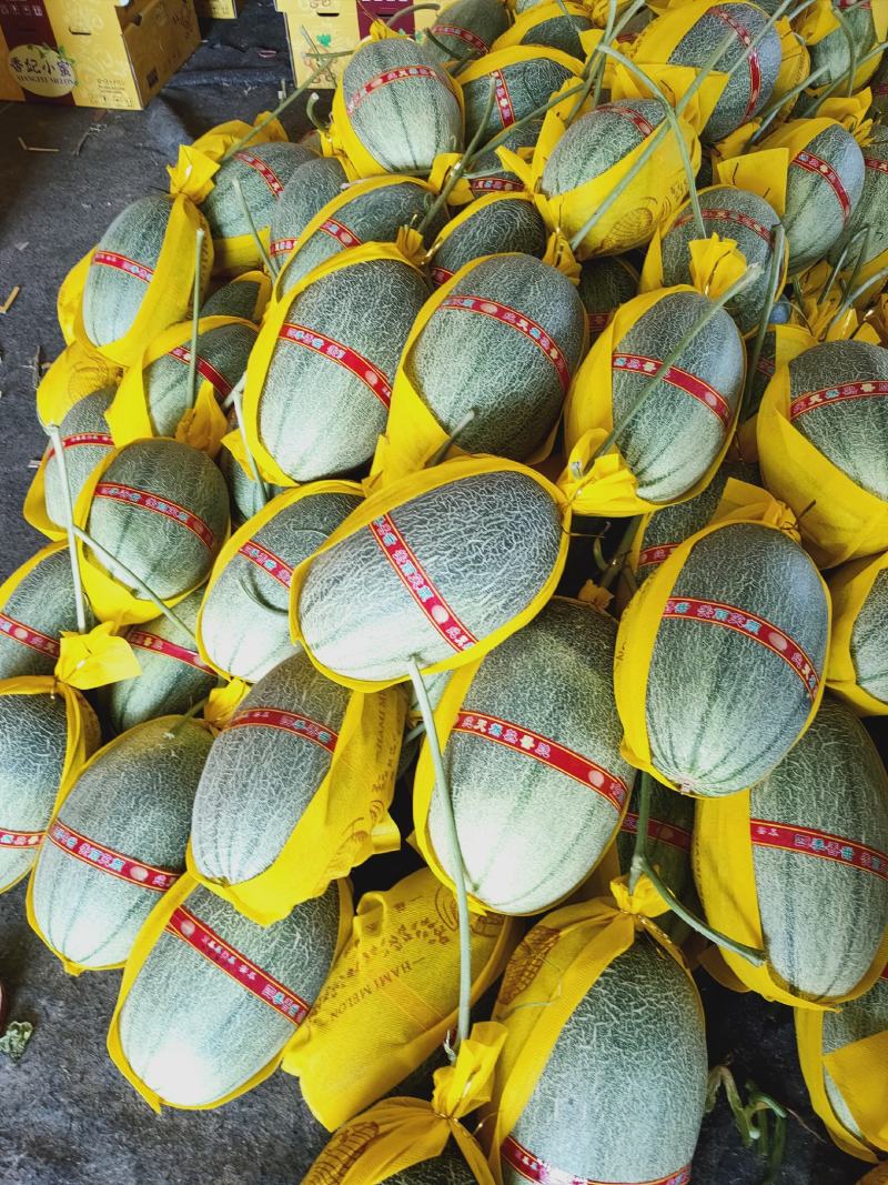 【精选】山东寿光小蜜25哈密瓜，量大质优，产地直供，