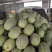 【爆款】山东耀龙晓蜜25哈密瓜，货量充足欢迎选购