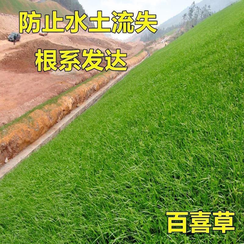 百喜草种子进口百喜草种子多年生工程绿化草坪种籽可到付
