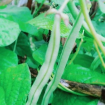 无筋豆角四季豆无筋豆