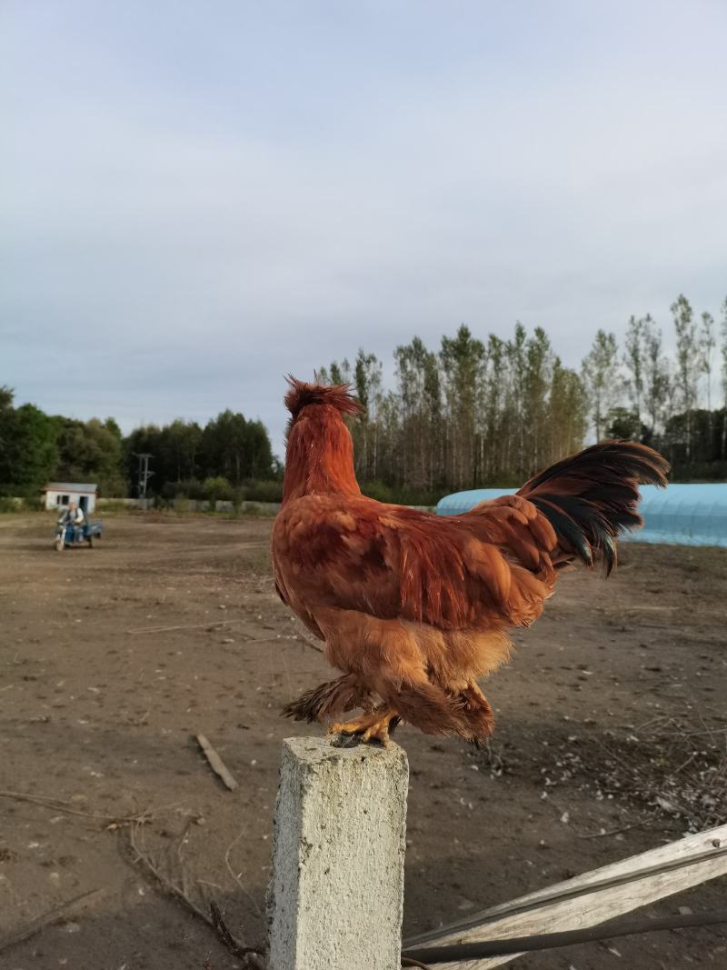 宫廷黄鸡北京油鸡散养