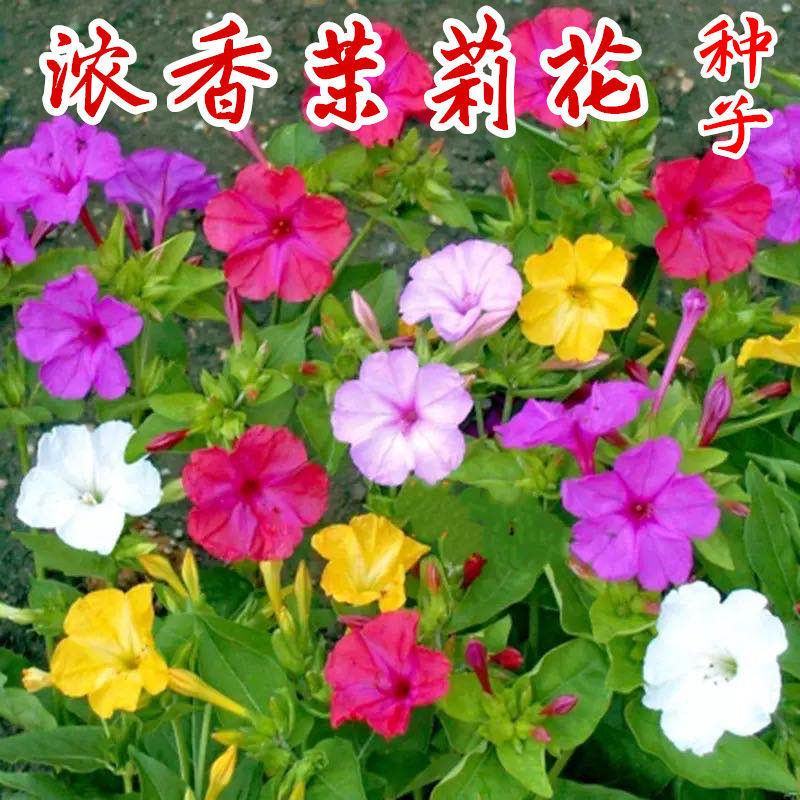 新品紫茉莉花种子混色紫茉莉花阳台易种盆栽五彩香茉莉种子