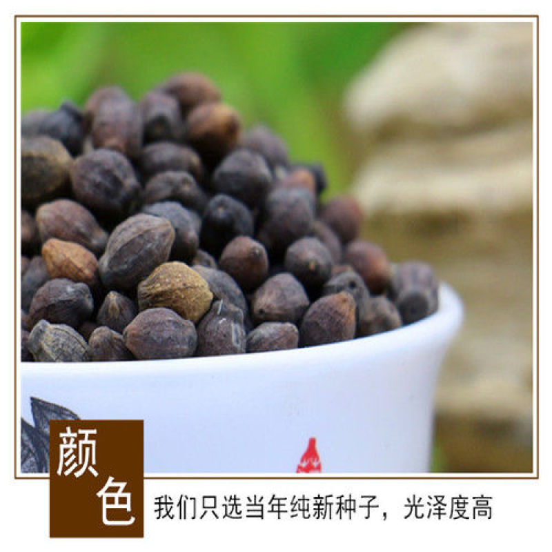 新品紫茉莉花种子混色紫茉莉花阳台易种盆栽五彩香茉莉种子